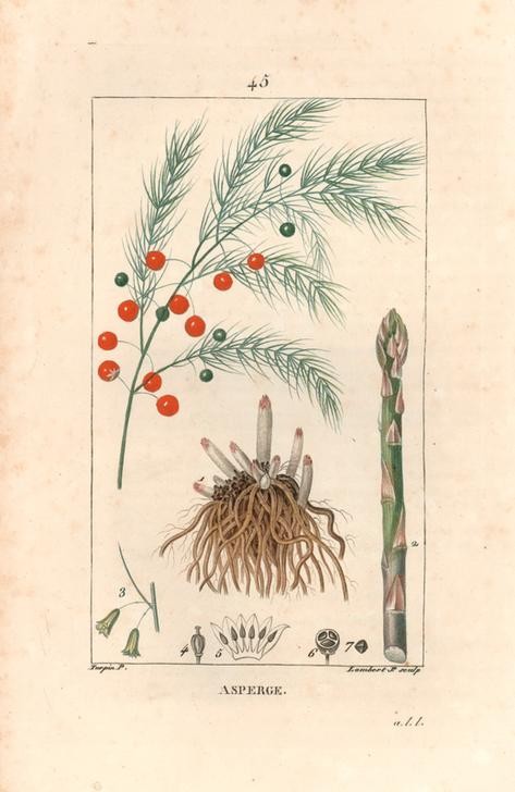 Lambert Junior, Asparagus, Asparagus officinalis (Pflanze, Botanik, Gemüse, Wurzel, Spargel, Blüte, Blätter, Fruchtstand, Studie, Grafik, Wunschgröße, Esszimmer, Küche, Gastronomie, klassische Kunst, bunt)