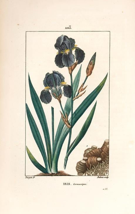 Lambert Junior, Blue flower de luce (Pflanze, Botanik, Blumen, Iris, Blüten, Blätter, Studie, Grafik, Wunschgröße, Esszimmer, Küche, Gastronomie, klassische Kunst, bunt)