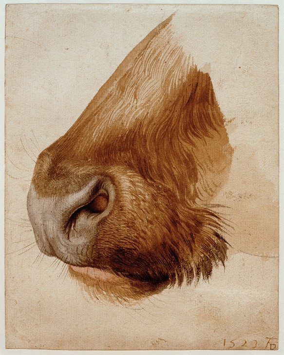 Albrecht Dürer, Maul eines Rindes von der Seite (Anatomie,Deutsche Kunst,Kunst,Rind,Zoologie,Renaissance,Studie,Tier,Maul,Farbe)