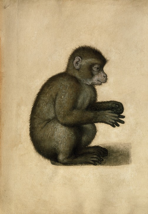 Albrecht Dürer, Affe (Affe,Deutsche Kunst,Zoologie,Tier,Tierstudie)