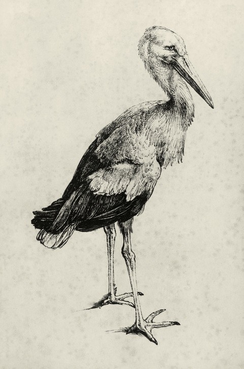 Albrecht Dürer, Storch (Deutsche Kunst,Storch,Vogel,Zoologie,Renaissance,Studie,Naturstudie,Ornithologie,Tierstudie)