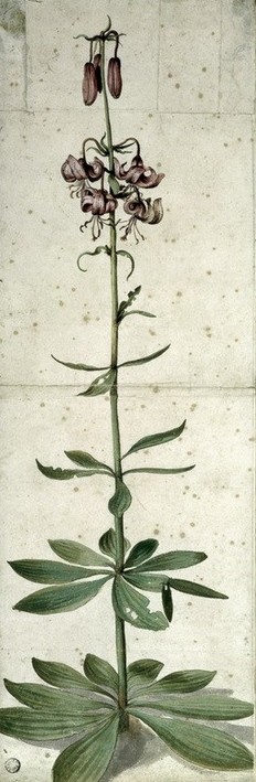 Albrecht Dürer, Türkenbund (Biologie,Botanik,Deutsche Kunst,Kunst,Lilie,Naturwissenschaft,Renaissance,Studie,Naturstudie,Lilium Martagon,Türkenbund)