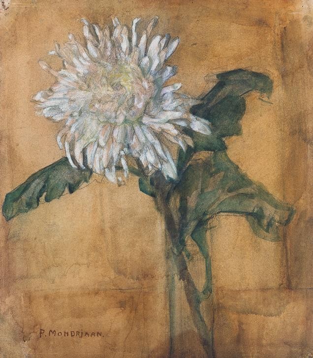 Piet Mondrian, Chrysanthemum (Botanik,Chrysanthemum,Tag,Natur,Blume,Blüte,Blatt,Nahaufnahme)