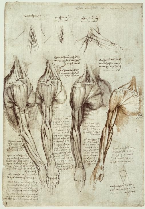 Leonardo da Vinci, Anatomiestudien (Anatomie, Handschrift, Mann, Medizin, Naturwissenschaft,    Studie,  Muskulatur, Schulter,  Arm, Renaissance, Klassiker, Zeichnung, Wunschgröße, Wohnzimmer, Arztpraxis)