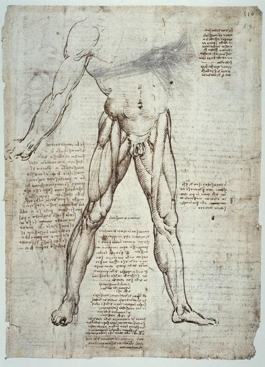 Leonardo da Vinci, Anatomiestudien (Anatomie, Handschrift, Mensch, Medizin, Naturwissenschaft,    Studie, männlicher Körper, Oberschelmuskulatur, Muskeln, Renaissance, Klassiker, Zeichnung, Wunschgröße, Wohnzimmer, Arztpraxis)