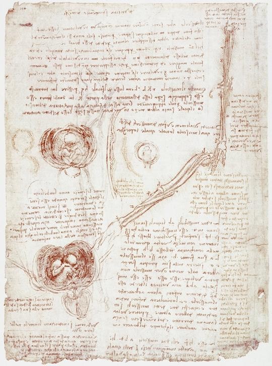 Leonardo da Vinci, Anatomiestudien: Bewegung des Ellbogengelenks / Fetus im Uterus (Anatomie, Handschrift, Mensch, Medizin, Naturwissenschaft,    Studie, Schwangerschaft, Uterus, Fötus, Fruchtblase, Renaissance, Klassiker, Zeichnung, Wunschgröße, Wohnzimmer, Arztpraxis)