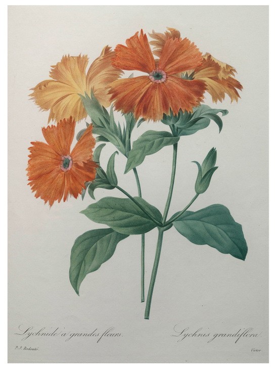 PIERRE-JOSEPH REDOUTÉ, Lychnide - Silene (Botanik,Redoute,Blume)