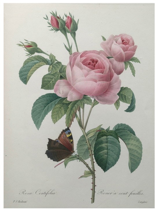 PIERRE-JOSEPH REDOUTÉ, Petaled Rose (Botanik, Blume, Studie, Rose,  Blüte, Knospen, Blätter, Pflanze, Dornen, Schmetterling,  Treppenhaus, Wohnzimmer, Wunschgröße, rosa)