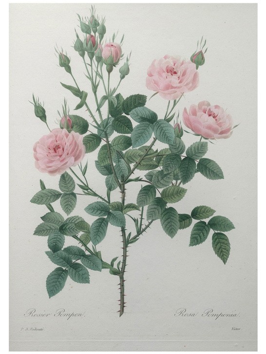 PIERRE-JOSEPH REDOUTÉ, Tassled Rose (Botanik, Blume, Studie, Rose,  Blüten, Knospen, Blätter, Pflanze, Dornen, Treppenhaus, Wohnzimmer, Wunschgröße, rosa)