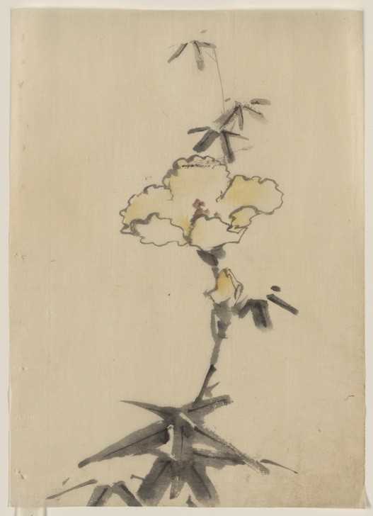 Katsushika Hokusai, Yellow Blossom with Bud on a Stalk (Kunst,Völkerkunde,Japanische Kunst,Blume)