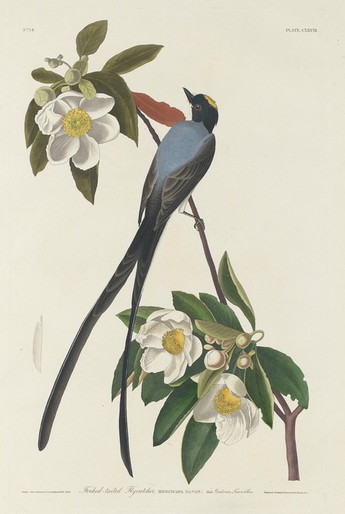 Robert Havell, Forked-tail Flycatcher (Fliegenschnäpper, Studie, Tier, Vogel, Vögel, Ornithologie, The Birds of America, Wunschgröße, Treppenaus, Wohnzimmer,)