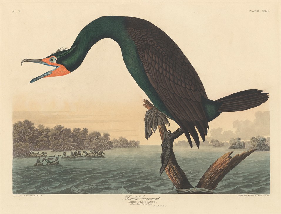 Robert Havell, Florida Cormorant (Kormoran, Studie, Tier, Wasservogel, Vögel, Ornithologie, The Birds of America, Wunschgröße, Treppenaus, Wohnzimmer,)