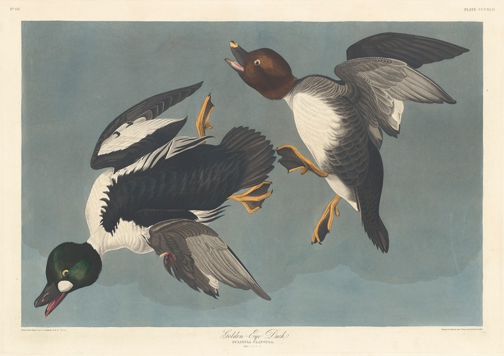 Robert Havell, Golden-eye Duck (Enten, Studie, Tier, Wasservogel, Vögel, Ornithologie, The Birds of America, Wunschgröße, Treppenaus, Wohnzimmer,)