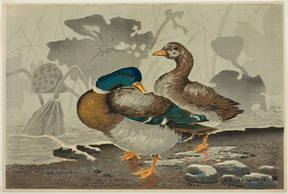 Kiyochika Kobayashi, Unbekannt  (Enten, Entenpaar, Wasservögel, Tiere, Lotus, Blumen, Holzschnitt, japanische Kunst, Asiatische Kunst, Klassiker, Wunschgröße, Treppenhaus, Wohnzimmer, bunt)