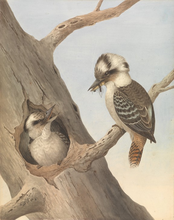 Neville Henry Caley, Jägerliest (Lachender Hans) (Vögel, Vogelpaar, Baumhöhle,  Fauna, Studie, Natur, Tiere, Wunschgröße, Malerei, Treppenhaus, Wohnzimmer, bunt)