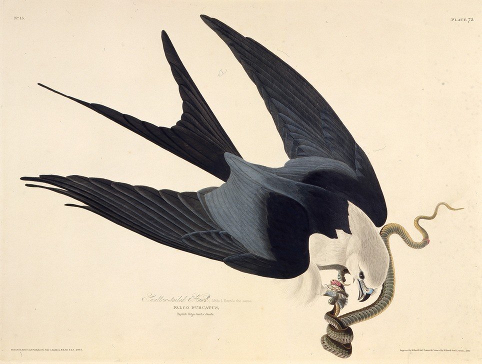 John James Audubon, The swallow-tailed kite