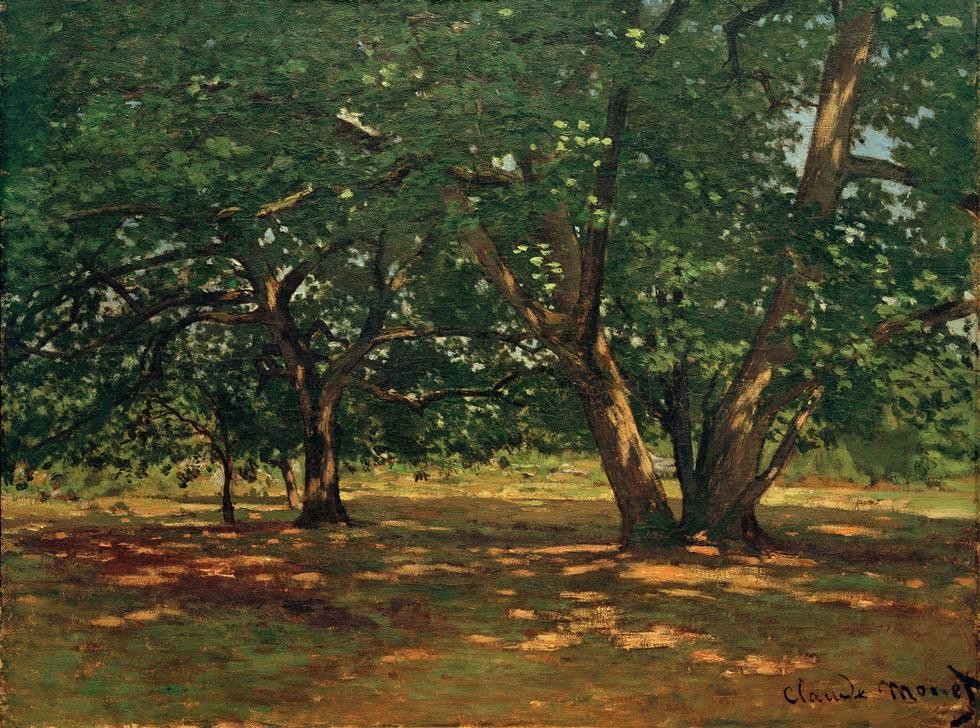 Claude Monet, Forêt de Fontainebleau (Landschaft, Wald, Laubwald, Bäume, Sonnenlicht,  Französische Kunst, Impressionismus, Wunschgröße, Wohnzimmer, Klassiker, Malerei)