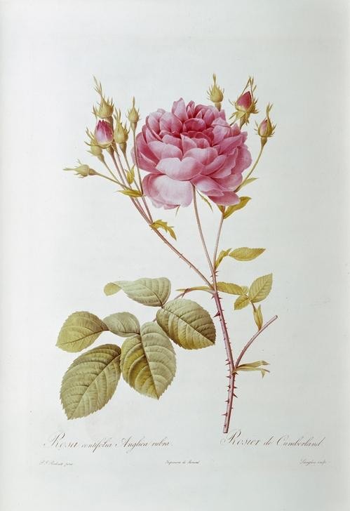 PIERRE-JOSEPH REDOUTÉ, Rosa centifolia Anglica rubra / Rosier de Cumberland (Botanik, Blume, Studie, Rose,  Blüte, Knospen, Blätter, Pflanze, Dornen, Treppenhaus, Wohnzimmer, Wunschgröße, rosa)