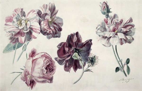 Lawrence Alma-Tadema, Roses (Blumen, Rosen, Blüten, Studien, Botanik, Treppenhaus, Schlafzimmer, Malerei, Wunschgröße, bunt)