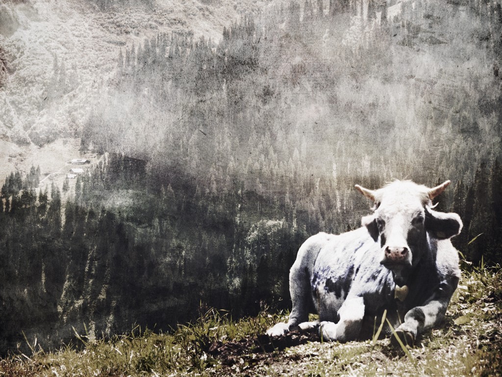 Christian Bienefeld, Allgäu II (Landschaft, Kuh, Alm, Gebirge, Bayern, Alpen,  Nebel, Dunst, Fotokunst, Wohnzimmer, Treppenhaus, bunt)