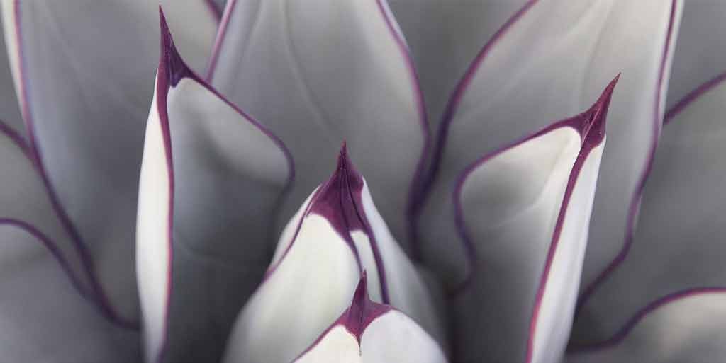 Eddi Böhnke, Detail einer Agave (Agave, Pflanze, Agavenblätter, Botanik, Nahaufnahme, Fotografie, Treppenhaus, Arztpraxis, Wohnzimmer, weiß/violett)