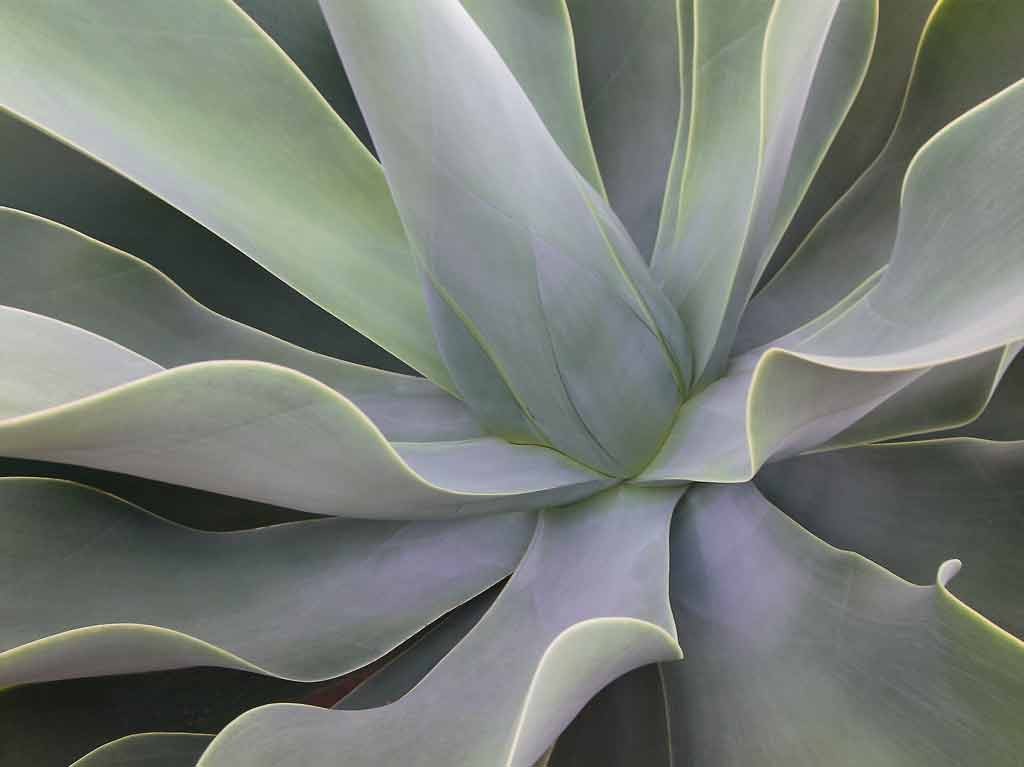 Eddi Böhnke, Detail Aloe Vera (Aloe Vera, Pflanze, Heilpflanze, Blätter, Botanik, Nahaufnahme, Fotografie, Treppenhaus, Arztpraxis, Wohnzimmer, grün)