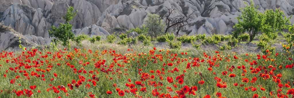 Eddi Böhnke, Türkischer Mohn (Natur, Landschaft, Wiese, Mohnwiese, Mohnblüten, Frühling, Jahreszeit, Fotografie, Treppenhaus, Arztpraxis, Wohnzimmer, bunt)