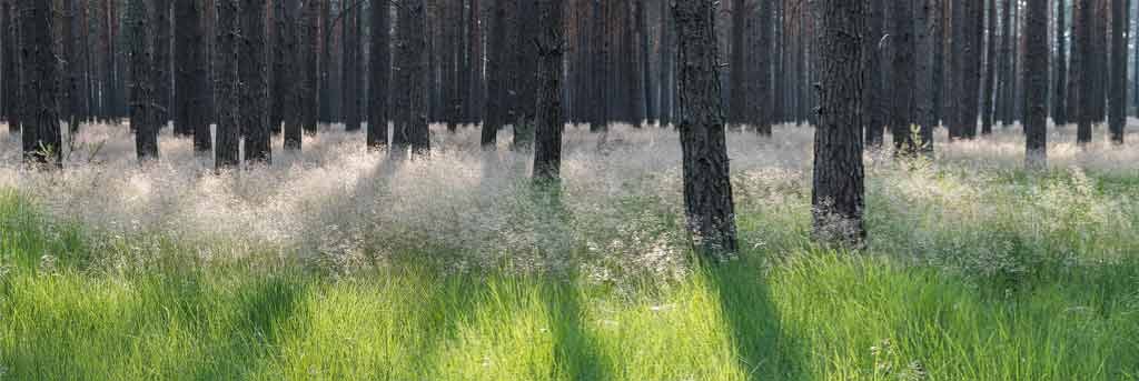 Eddi Böhnke, Frühlingswald (Natur, Landschaft, Wald, Baumstämme, Gras, blühendes Gras, Frühling, Jahreszeit, Fotografie, Treppenhaus, Arztpraxis, Wohnzimmer, bunt)