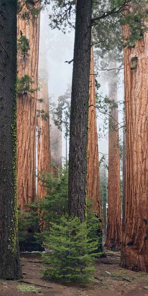 Eddi Böhnke, California red wood (Natur, Wald, Baumstämme, Tannen, Nadelbäume, Rinde, Fotografie, Treppenhaus, Arztpraxis, Wohnzimmer, bunt)