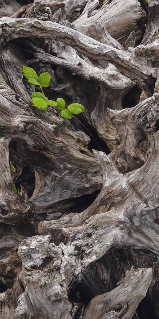Eddi Böhnke, California root (Natur, Baum, Wurzeln, knorrig, neues Leben, zarter Trieb, verwurzelt, Fotografie, Nahaufnahme, Treppenhaus, Wohnzimmer, bunt)