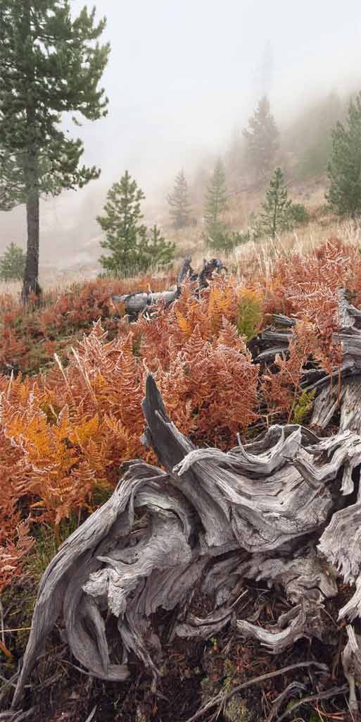 Eddi Böhnke, California root 2 (Natur, Wald, Landschaft,  Wurzeln, knorrig, verwurzelt, Fotografie, Treppenhaus, Arztpraxis, Wohnzimmer, bunt)