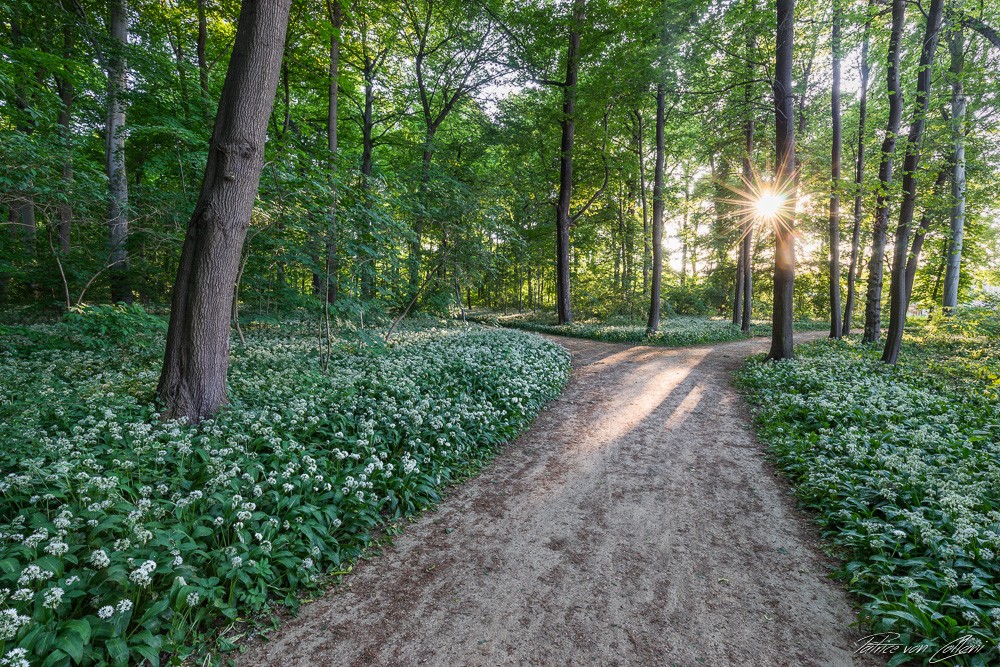 Konfiguration benutzen (Natur, Wald, Frühling, Blüte, Kräuter, Waldweg, Sonnenlicht,  Fotografie, Wunschgröße, Treppenhaus,)