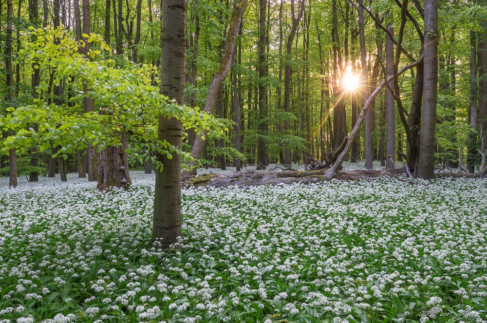 Konfiguration benutzen (Natur, Wald, Frühling, Blüte, Kräuter, Sonnenlicht,  Fotografie, Wunschgröße, Treppenhaus,)