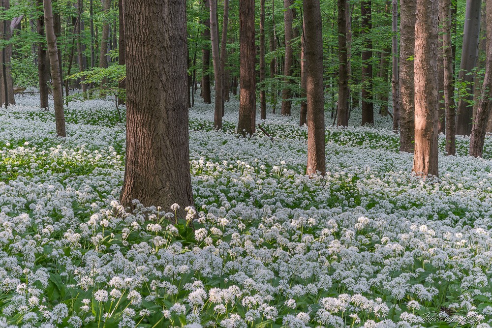 Konfiguration benutzen (Natur, Wald, Frühling, Blüte, Kräuter, Fotografie, Wunschgröße, Treppenhaus,)