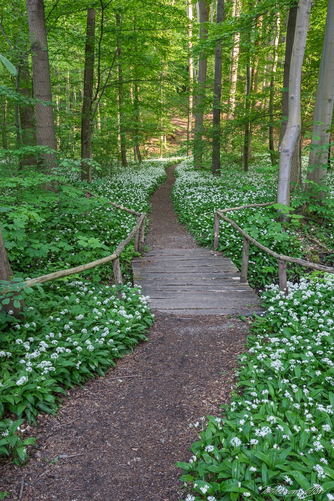 Konfiguration benutzen (Natur, Wald, Frühling, Blüte, Kräuter, Waldweg, Sonnenlicht,  Fotografie, Wunschgröße, Treppenhaus,)