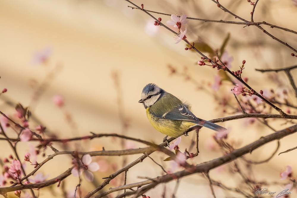 Konfiguration benutzen (Vogel, Meise, Ornithologie, Natur, Zweige, Frühling, Wunschgröße, Treppenhaus, Wohnzimmer, Fotografie,)