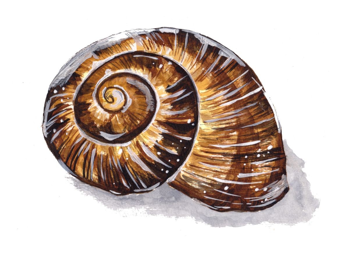 Konfiguration benutzen (Schneckenhaus, Schnecke, Spirale, Natur, Tiere, Mollusk, Weichtier, Wunschgröße, Treppenhaus, Wohnzimmer)