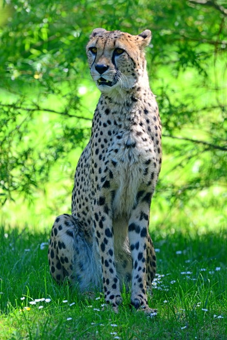 Hady Khandani, CHEETAH - GEPARD 04 (Hady Khandani, CHEETAH - GEPARD 04)
