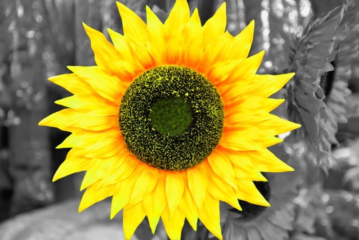 Hady Khandani, COLOSPOT - BIG SUNFLOWER (Blüte, Blume, Sonnenblume, Colorspot, farbenfroh, leuchtend, Fotografie, Wohnzimmer, Treppenhaus, Wunschgröße, gelb / grau)