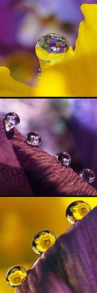 Dagmar Laimgruber, Jeux des Boules I (Wassertropfen, Blütenblatt, leuchtend, Nahaufnahme, Makro, Fotokunst, Treppenhaus, Arztpraxis, Wohnzimmer, Wunschgröße, bunt)