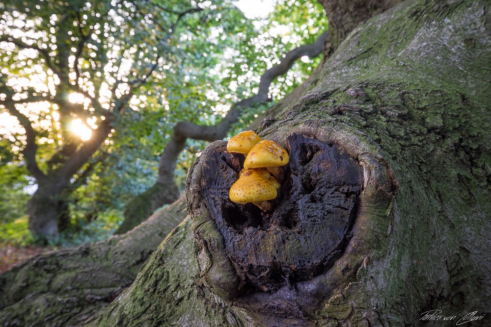 Konfiguration benutzen (Natur, Wald, Baum, Baumrinde, knorrig, Baumpilz, Nahaufahme,  Fotografie, Wunschgröße, Treppenhaus,)