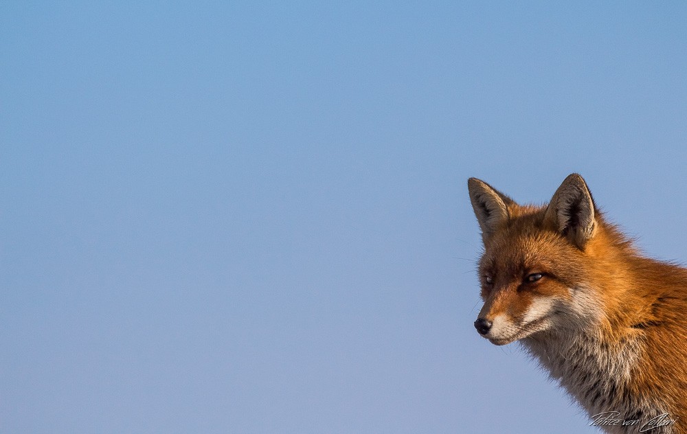 Konfiguration benutzen (Tier, Fuchs, Tierportrait, aufmerksam, blauer Himmel, Wunschgröße, Treppenhaus, Wohnzimmer, Fotografie)