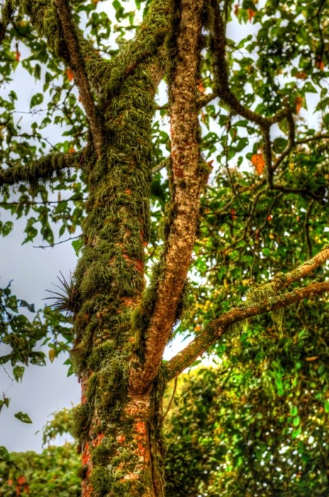 Hady Khandani, HDR - GRREN MOSS ON A TREE