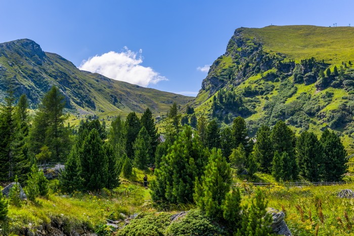 Konfiguration benutzen (Wälder, Wald, Tannen, Berge, Gipfel, Fotografie, Wunschgröße, Treppenhaus, Wohnzimmer, bunt)