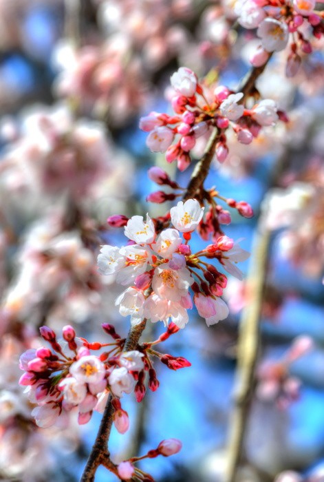 Hady Khandani, HDR - SAKURA - CHERRY BLOSSOM IN JAPAN (Kirschblüten, Blütenzweig, Pflanze, Frühling, Botanik, Flora, Japan, Fotokunst, Nahaufnahme, Schlafzimmer, Treppenhaus, Treppenhaus, Wunschgröße, bunt)