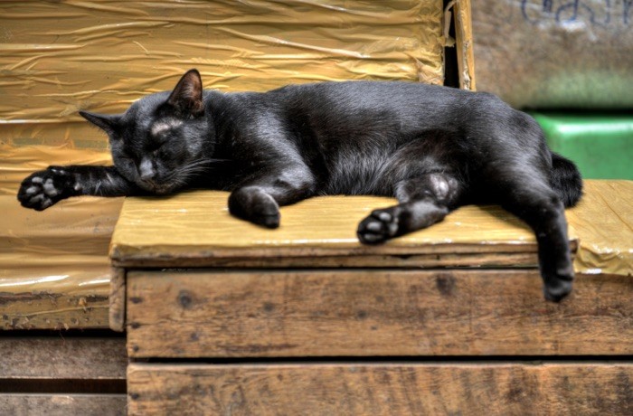 Hady Khandani, HDR - SLEEPING BLACK CAT (schwarze Katze, Haustier, schlafende Katze, Tiere, Holzkiste, Fotografie, Wohnzimmer, Treppenhaus, Wunschgröße, bunt)