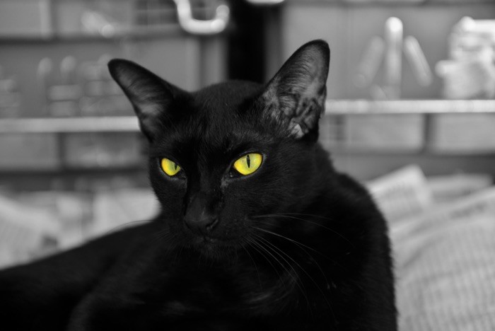 Hady Khandani, HDR - THE BLACK CAT WITH GREEN EYES (schwarze Katze, Haustier, aufmerksam, Tiere, Colorspot, Fotokunst, Wohnzimmer, Treppenhaus, Wunschgröße, schwarz/weiß, grün)
