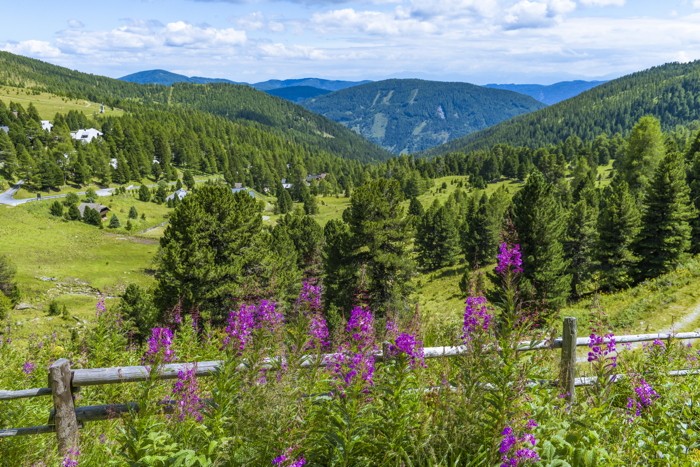 Konfiguration benutzen (Wiese, Wälder, Wald, Tannen, Berge, Idylle,  Kärnten, Österreich, Fotografie, Wunschgröße, Treppenhaus, Wohnzimmer, bunt)