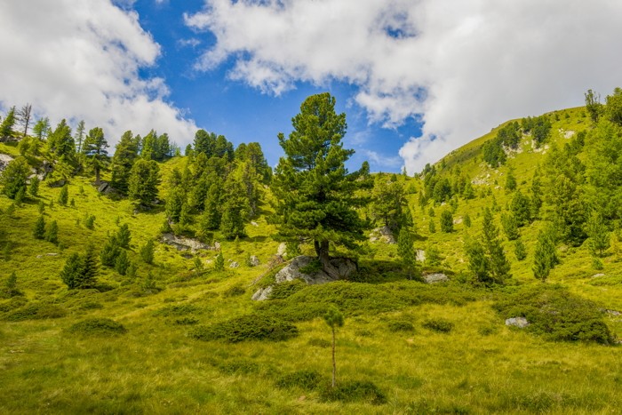 Konfiguration benutzen (Landschaft, Hügel, Tannen, Berge, Kärnten, Österreich,  Fotografie, Wunschgröße, Treppenhaus, Wohnzimmer, bunt)