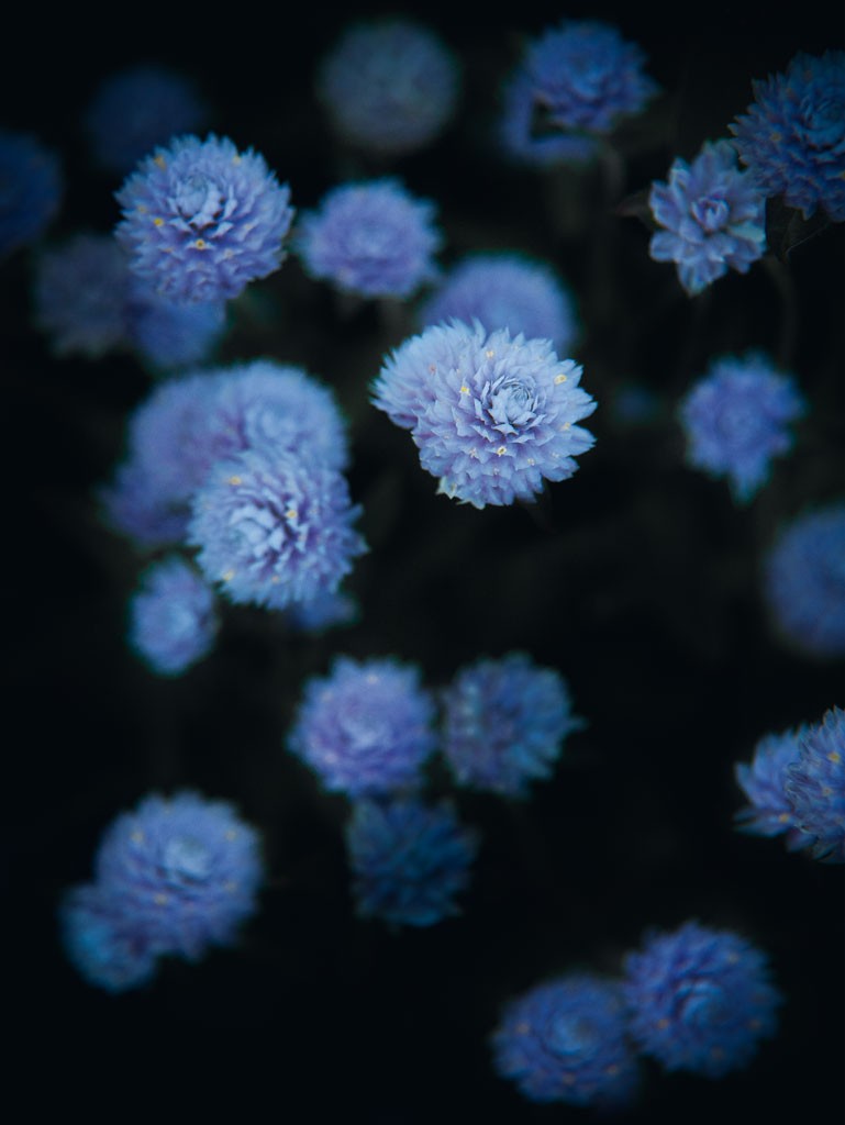 Janet Hesse, Aus der Tiefe, blau (Blumen)